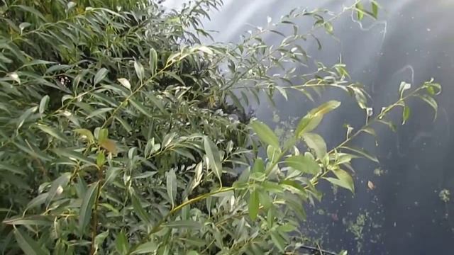 9.09.2019 Мост через Реку Патрушиху, Выдра и неизбежные бабушки..хе-хе смотреть онлайн