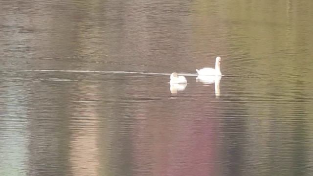 По берегу пруда. Белорецк. Башкортостан. Южный Урал. смотреть онлайн