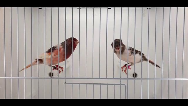 пара 47/65 смотреть онлайн