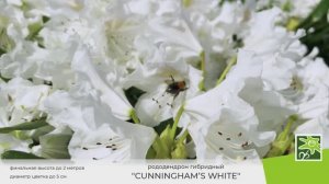 Рододендрон Кунингхамс Вайт: описание самого популярного сорта