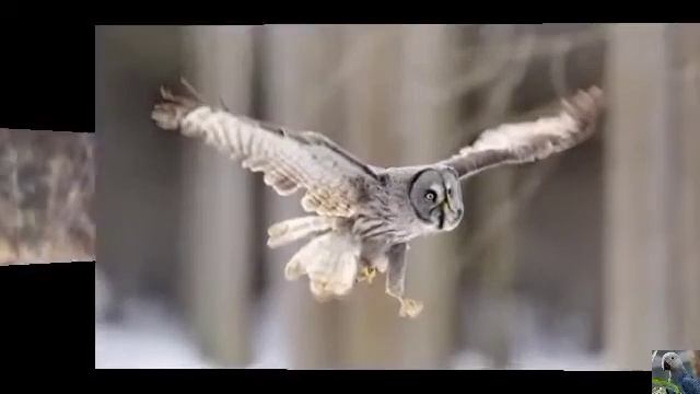 Бородатая неясыть под музыку смотреть онлайн