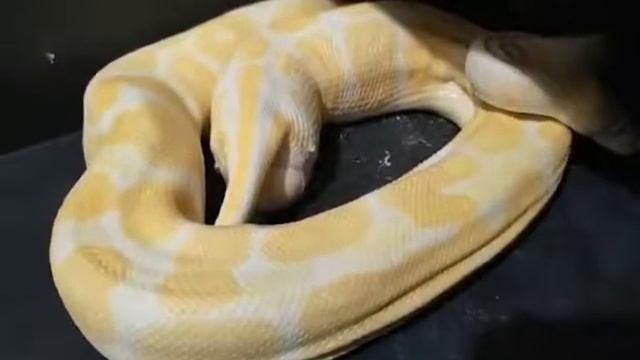 Albino Ball Python laying eggs смотреть онлайн