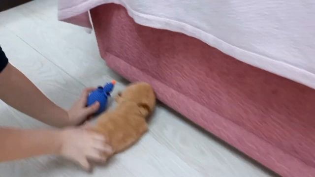капибара 1 серия
