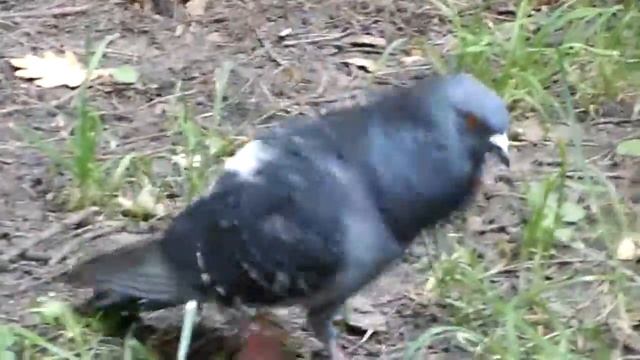 Голуби в парке смотреть онлайн