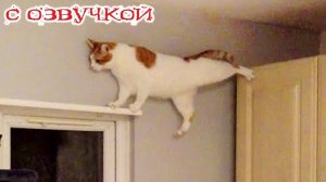 Приколы с котами! - С ОЗВУЧКОЙ! - Смешные коты!!! - Самые смешные животные! Угар!