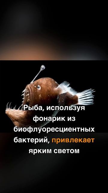Феномен «Морского черта» или «Глубоководного удильщика» #животные #феномен #рыбы #хищник смотреть онлайн