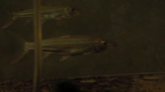 african tiger fish (vittatus, goliath, brevis) смотреть онлайн