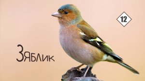 12_Зяблик