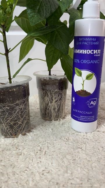 ЛУЧШАЯ ПОДКОРМКА ДЛЯ РАССАДЫ и даже чахлые ПЕРЦЫ, ТОМАТЫ, ОГУРЦЫ попрут на глазах!