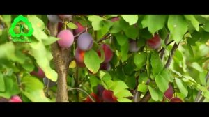 Питомник плодовых деревьев Немцево. Лучшие саженцы крупномеров от производителя.