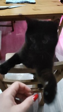 Чёрный кот #черныйкот #черныйдемон