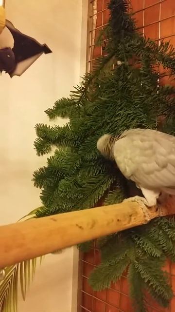 Жако Жакуля кушает еловую веточку смотреть онлайн