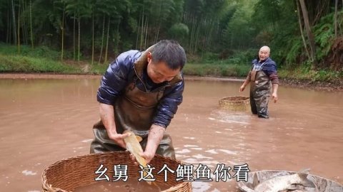 【农村四哥】四哥帮五嘎公抓鱼,把水放干大货真不少,半小时逮到100斤太过瘾!
