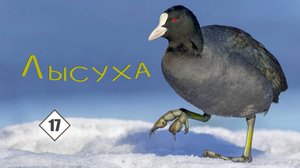 17_Лысуха, или Водяная курица