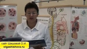 Эффекты висцеральной терапии/