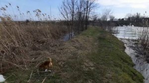 Дамба на реке Понура