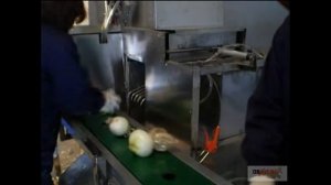 Машина для сухой очистки лука