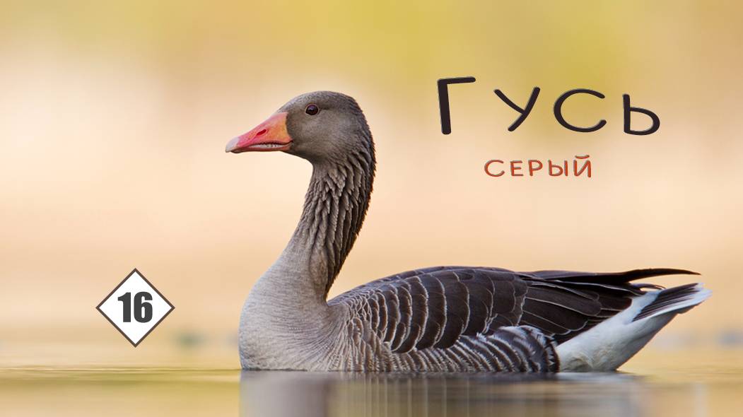 16_Гусь серый (дикий) смотреть онлайн