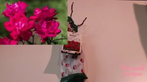 Распаковка посылки от Подворье Розы и древовидные китайские Пионы весна 2023