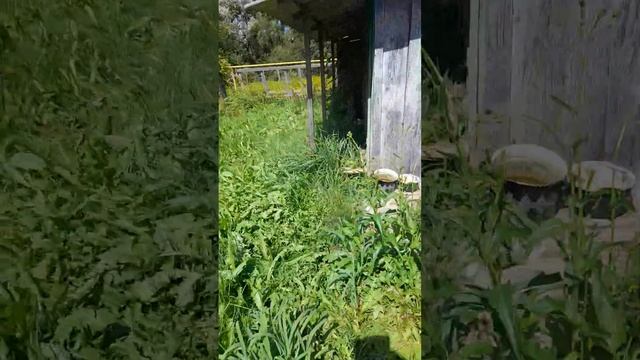 орша смотреть онлайн