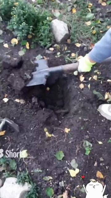 Посадка Лаванды. на даче🙂 смотреть онлайн