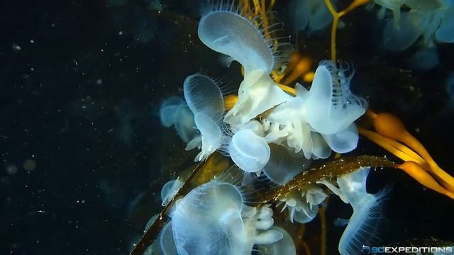 Lionsmane Nudibranchs смотреть онлайн