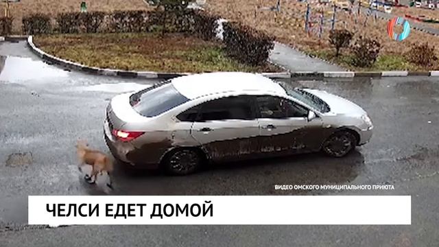 Челси едет домой