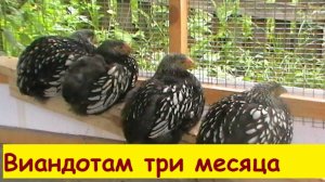 Виандотам три месяца