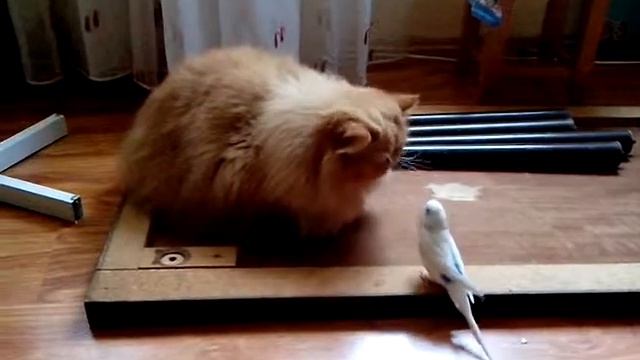 Попугай и кот смотреть онлайн