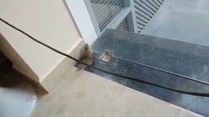 Белка встряла))))