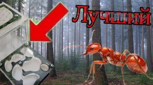 Обзор формикария AntsMinsk XL: Идеальный дом для ваших муравьев?