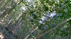 Показываю, рассказываю Где в Псебае собирать грибы Кавказ Мостовской Туризм Путешествия