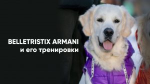 Кобель золотистого ретривера Belletristix Armani доступен для вязок