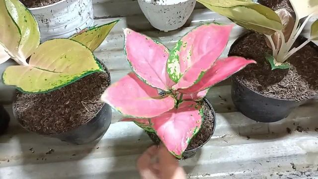 ANAKAN SUNDROF 50 HOT LADY 40 SUKSOM BABY 40 RIBU 💞 PROMOSI AGLONEMA MURAH KHAS PEDESAAN ‼️ смотреть онлайн