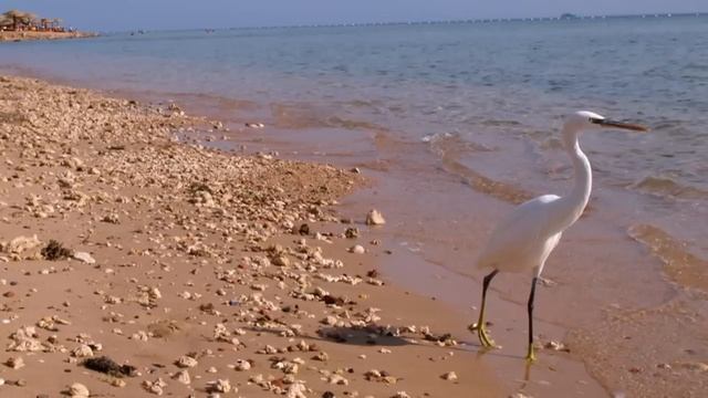 Лира смотреть онлайн