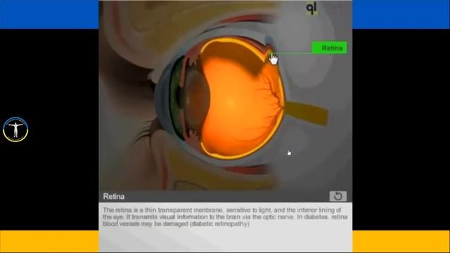 ОРГАНИ ЧУТТЯ смотреть онлайн
