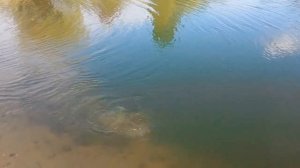 сазан на спиннинг