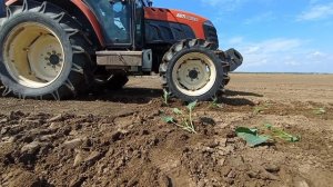 посадка капусты. сорт агрессор