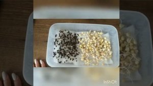 Как вырастить микрозелень