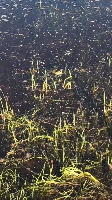 Любитово, Квакание лягушки смотреть онлайн