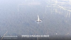 Щука которая уже ничего не боится)