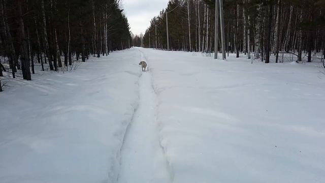 Жизнь Магирани