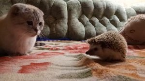 Ёжик и кошка