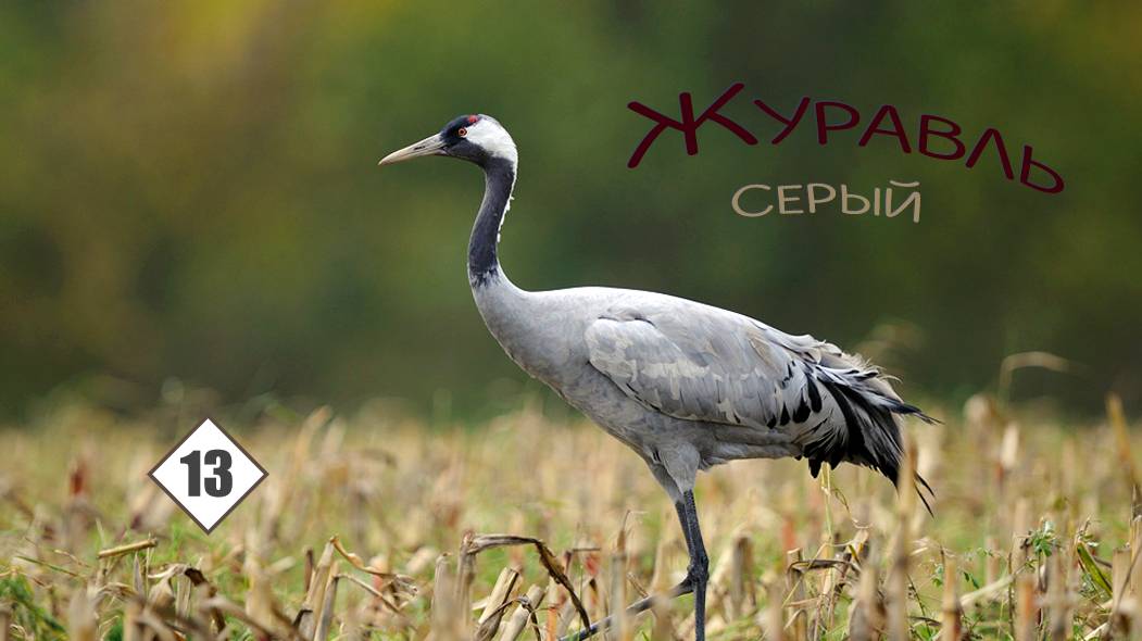 13_Журавль серый смотреть онлайн