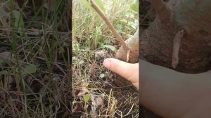 Груша Абат Феттель. Три года спустя.