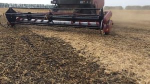 Уборка сои модернизированной жаткой. Не реально низкий срез.