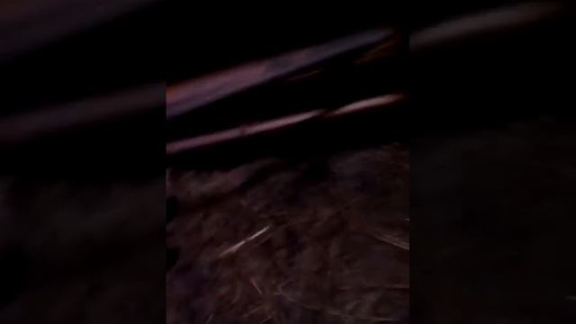 #Гуси#Как_нас_обманули_на_рынке#гусям_две_нидели#жизнь_селянки#