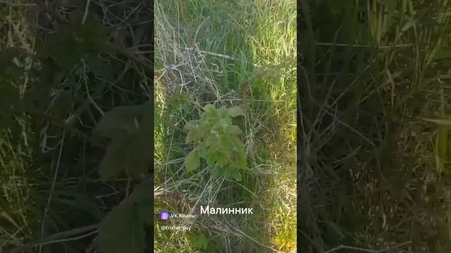 Дорога на пляж на Оке, Пущино