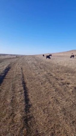 Опять пришла очередь пасти коров (2025 год)