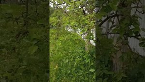 Особенности выращивание плодовых деревьев на глинистых грунтах 11 июня 2022 г.